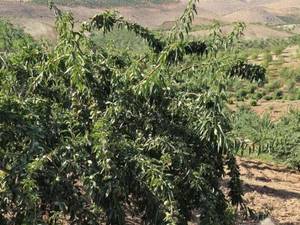 خرید و قیمت نهال بادام اصلاح‌شده در اقلید 