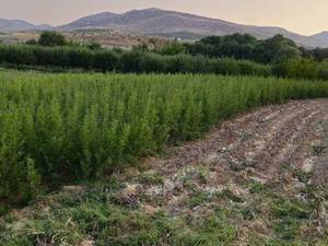 فروش و پخش نهال بادام در زرین دشت