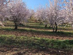 نهال بادام اصلاح شده در دبیران زرین دشت