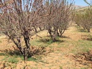 پخش عمده نهال بادام شناسنامه دار در اردکان 