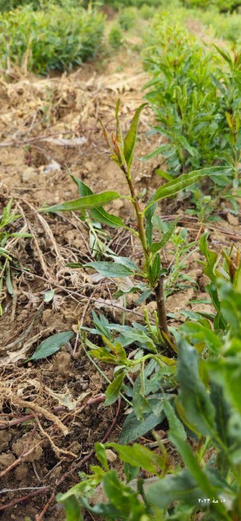 خرید و قیمت نهال بادام اصلاح شده در سروستان