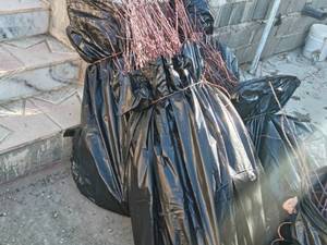 فروش نهال بادام اصلاح شده در شیراز