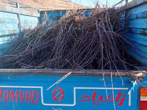 فروش نهال بادام اصلاح شده در شیراز