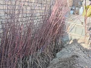 فروش عمده نهال بادام پیوندی در اصفهان