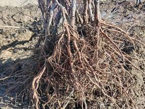 فروش عمده نهال بادام پیوندی در اصفهان