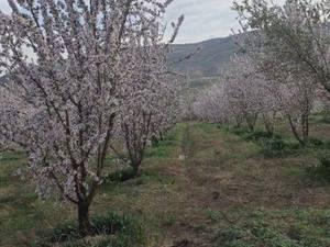 نهال بادام اصلاح شده در بنارویه
