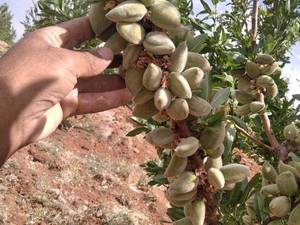 عرضه نهال بادام اصلاح شده در مشکان