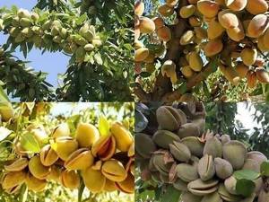 نهال بادام در ایج