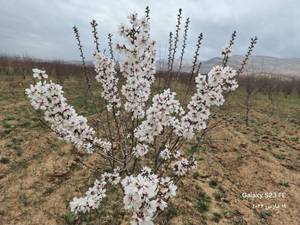 قیمت نهال بادام خوشه ای در خومه زار فارس