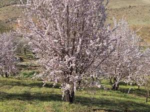 قیمت نهال بادام دیمی در شیراز