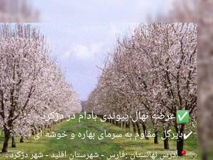 بهترین نهال بادام اصلاح شده در اکبر اباد