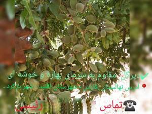 خرید نهال بادام اصلاح شده در مبارک آباد