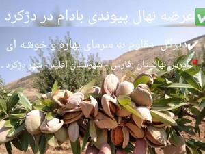 تولید بهترین نهال بادام در فتح آباد مرودشت