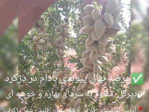 فروش نهال شناسنامه دار در بابامنیر