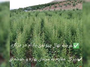 نهال بادام در چاه ورز لامرد