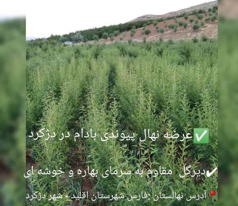 نهال بادام در چاه ورز لامرد