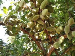 قیمت و خرید نهال بادام در کره ای