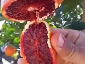 قیمت نهال پرتقال خونی در بابل