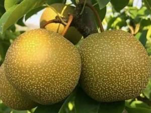 خرید نهال گلابی پرتقالی آسیایی