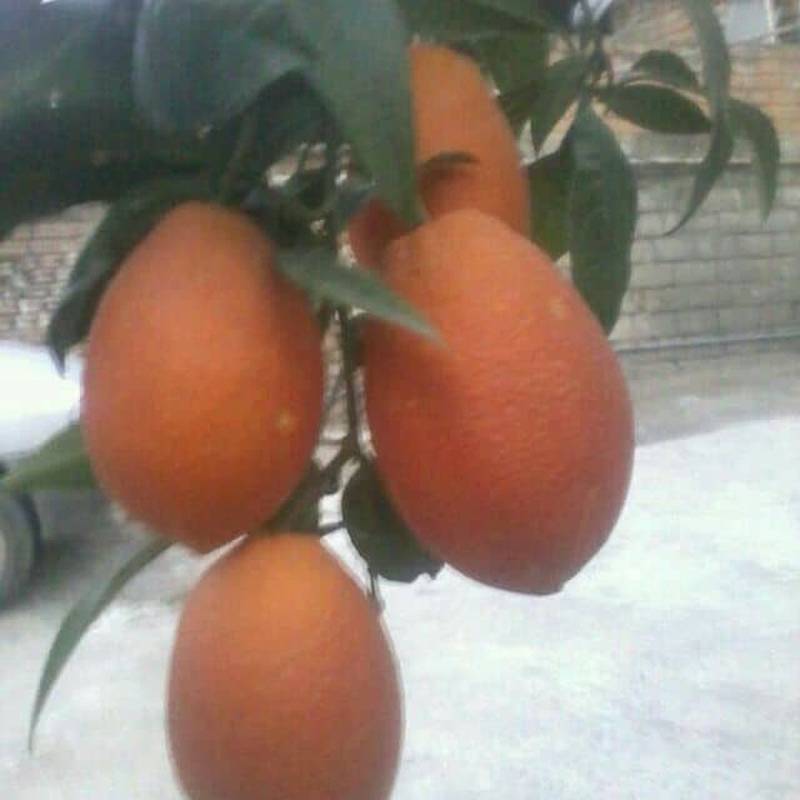 خرید نهال پرتقال خونی خمرهای بابل