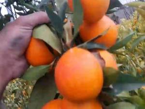 خرید پرتقال والنسیا اسپانیایی در بابل