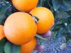 خرید پرتقال والنسیا اسپانیایی در بابل
