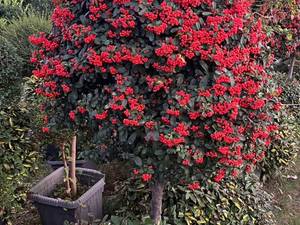 قیمت درخت پیراکانتا در نوشهر