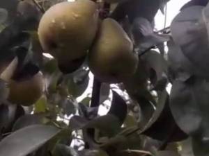 خرید نهال گلابی اسپادانا در مازندران