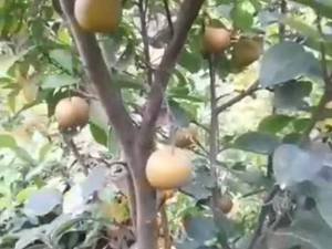 تولید نهال گلابی پرتقالی در مازندران