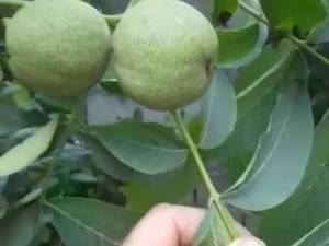 خرید نهال گردو ژنوتیپ در بابل