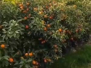 خرید نهال نارنگی خارو در بابل