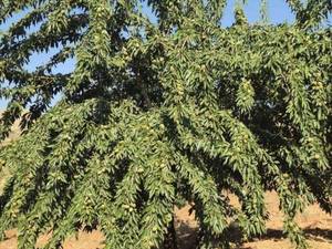فروش و ارسال نهال بادام در تبریز