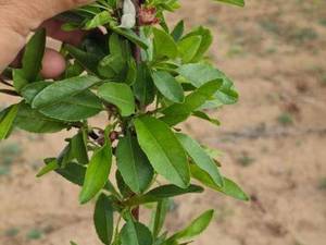 تولیدکننده نهال بادام اصلاح‌شده در شیراز