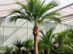 خرید و قیمت درخت نخل تزئینی در اصفهان