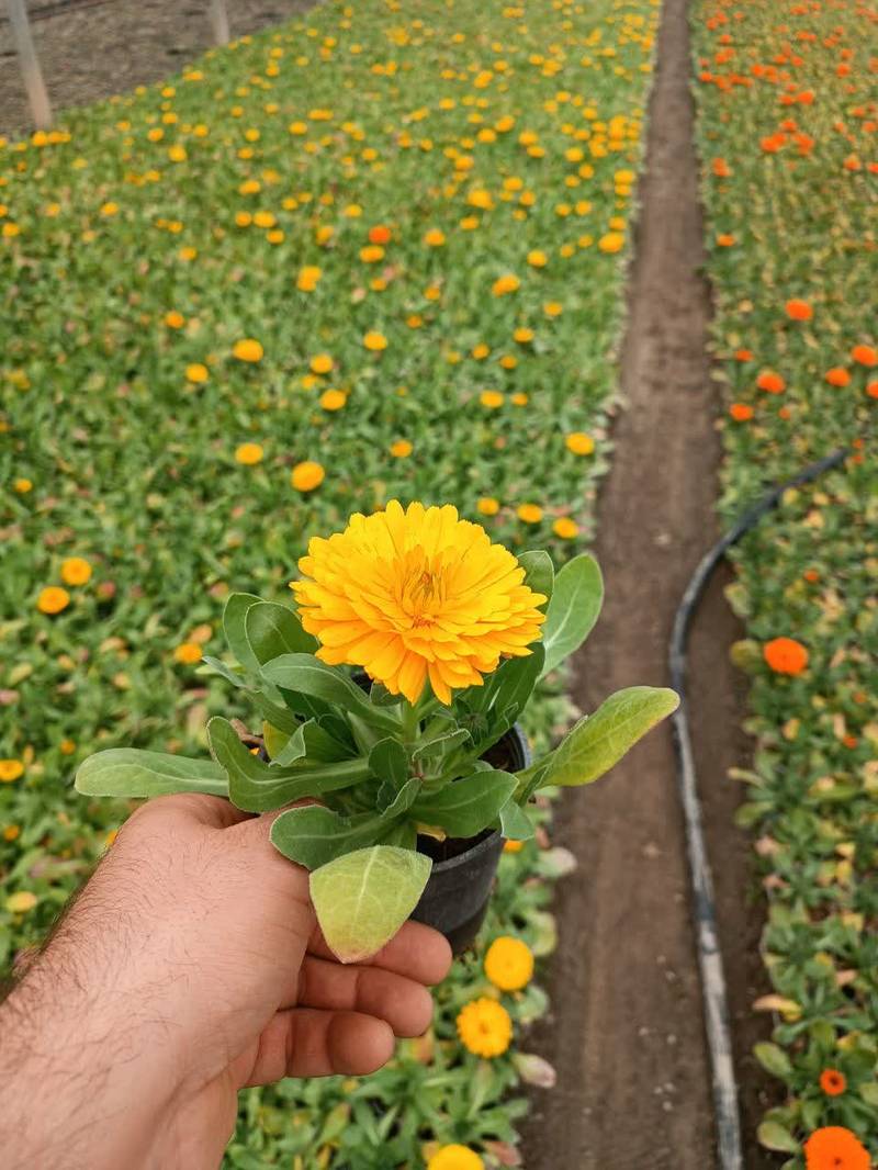 تولید عمده گل همیشه بهار اصفهان