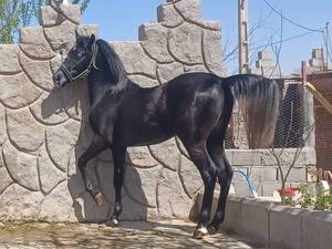 آموزش و تعلیم اسب اصیل در سیرجان
