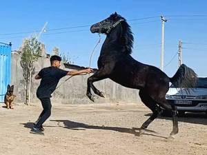 آموزش و تعلیم اسب اصیل در سیرجان