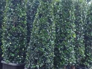 قیمت یاس هلندی سطل 12 در اصفهان