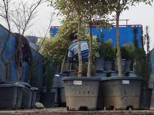 فروش گل و گیاه در مازندران