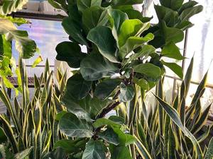 خرید گیاهان آپارتمانی برای خانه در نور