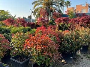 خرید گیاه فتونیا برای فضای کم نور