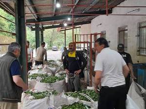 فروش عمده چای گیلان رودسر
