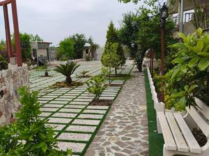 هرس درختان میوه در گلخانه در رشت