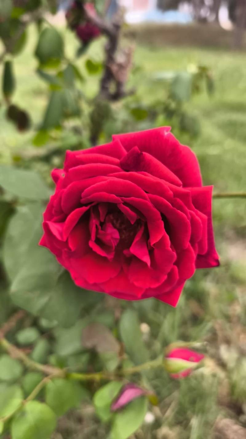 خرید عمده گل رز قرمز در گلخانه های رشت