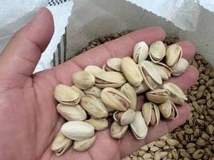 فروش عمده پسته اکبری در بیرجند