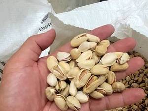 فروش عمده پسته اکبری در بیرجند