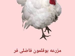 قیمت بوقلمون زنده در لاهیجان