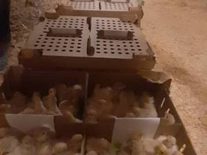 فروش مستقیم بوقلمون از مزرعه در لنگرود