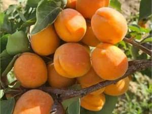خرید نهال زردآلوی پرتقالی