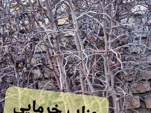قیمت نهال عناب خرمایی بیرجند